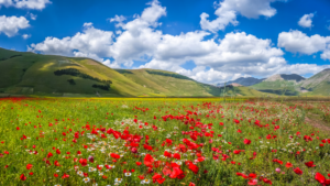 champs de fleurs