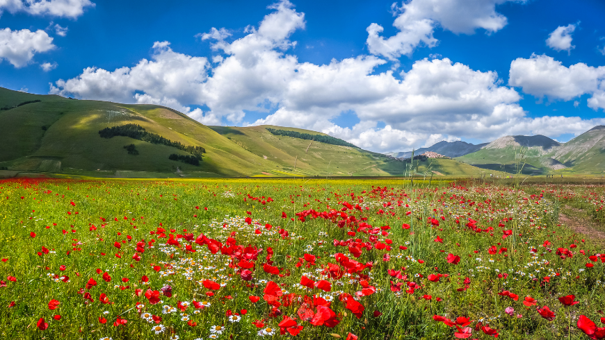 champs de fleurs